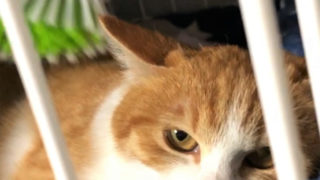 りんをブラシでナデナデ