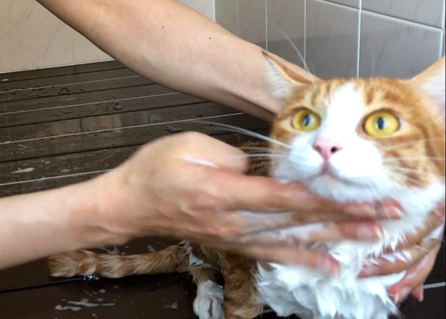 猫洗いました