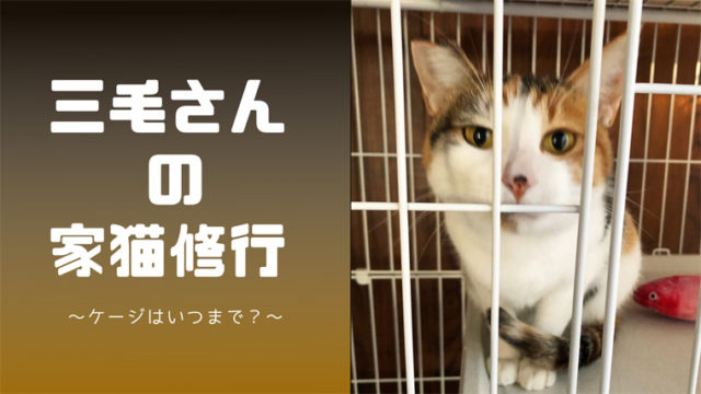 保護猫】タグの記事一覧｜ニャンジラスの卵-保護猫とのドタバタブログ-