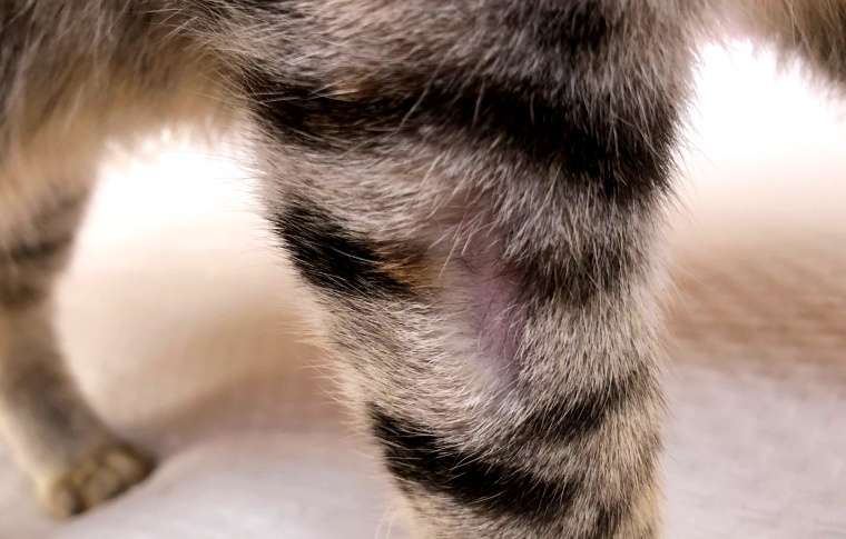 足のハゲ猫カビ