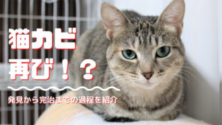 猫カビ再び